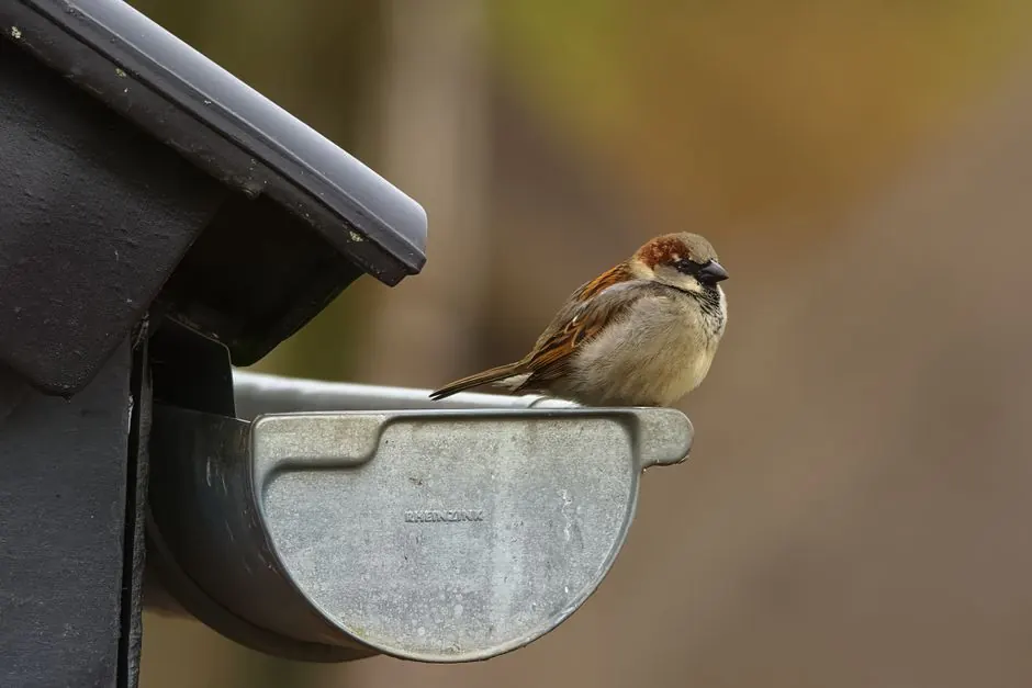 Gutter Guards Services